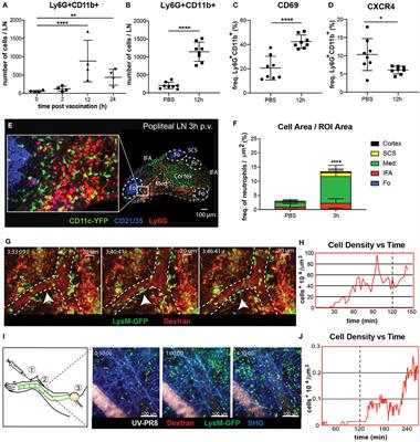 Characterization of the Dynamic Behavior of Neutrophils Following Influenza Vaccination